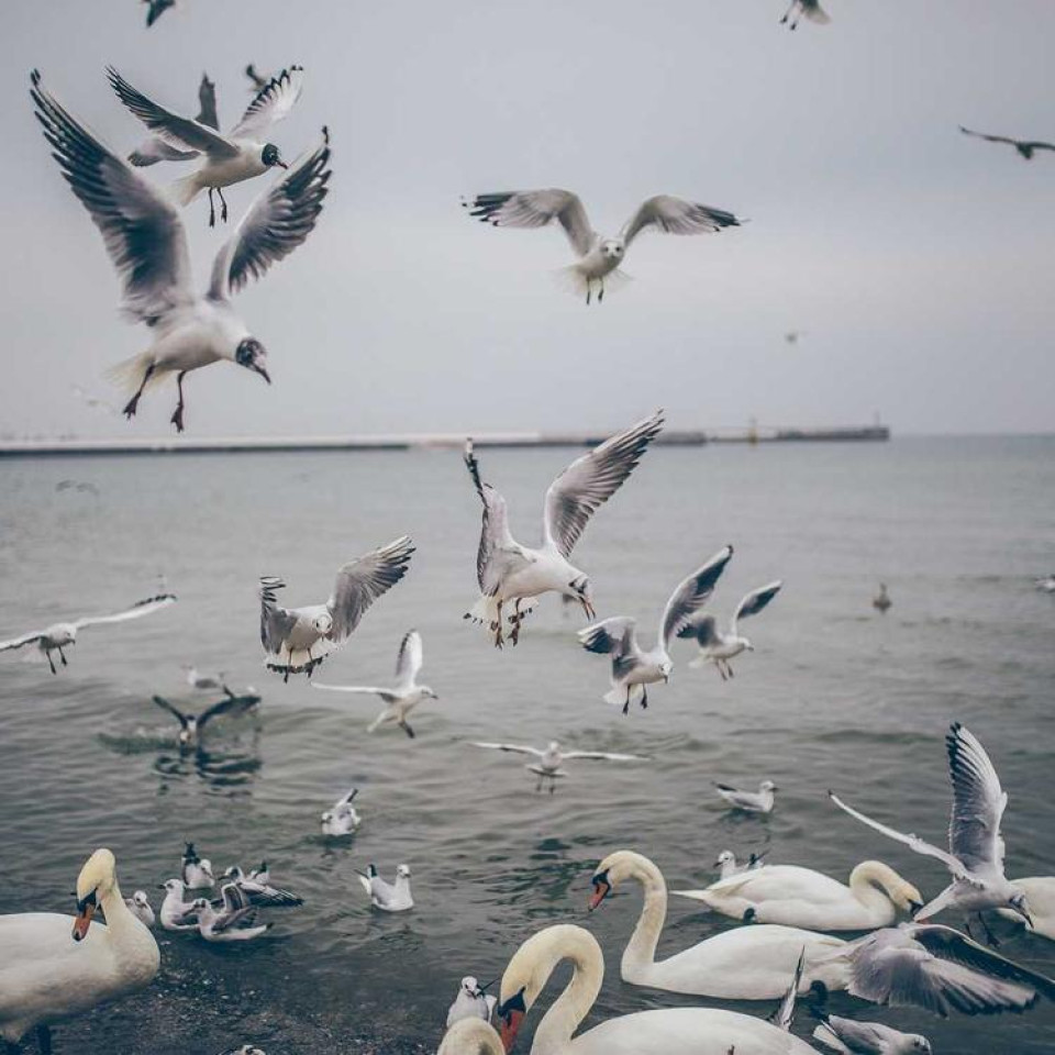 D2 Lorem ipsum dolor sit amet, consectetur adipisicing elit